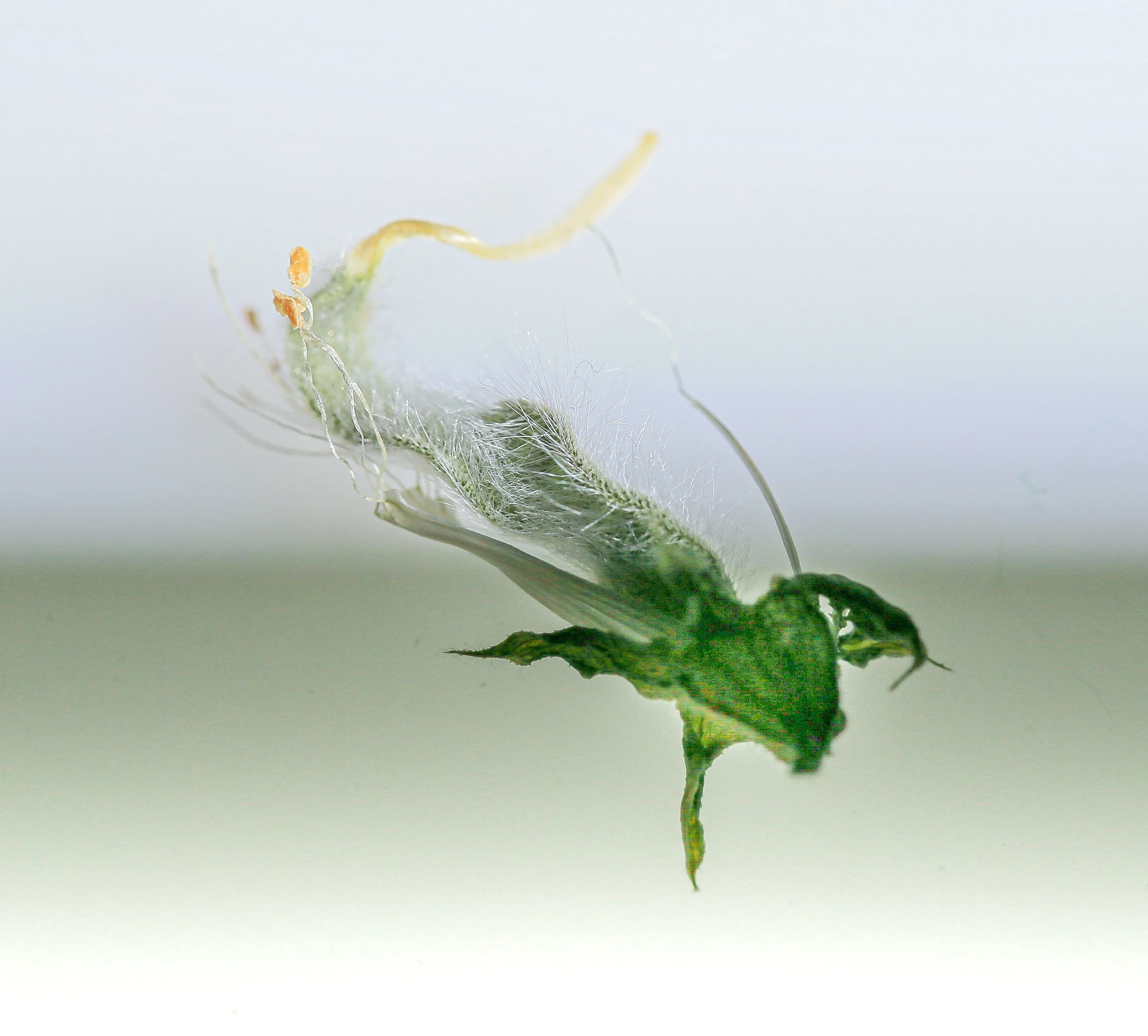 N-form.serie1.nr4. E.Borning.jpg