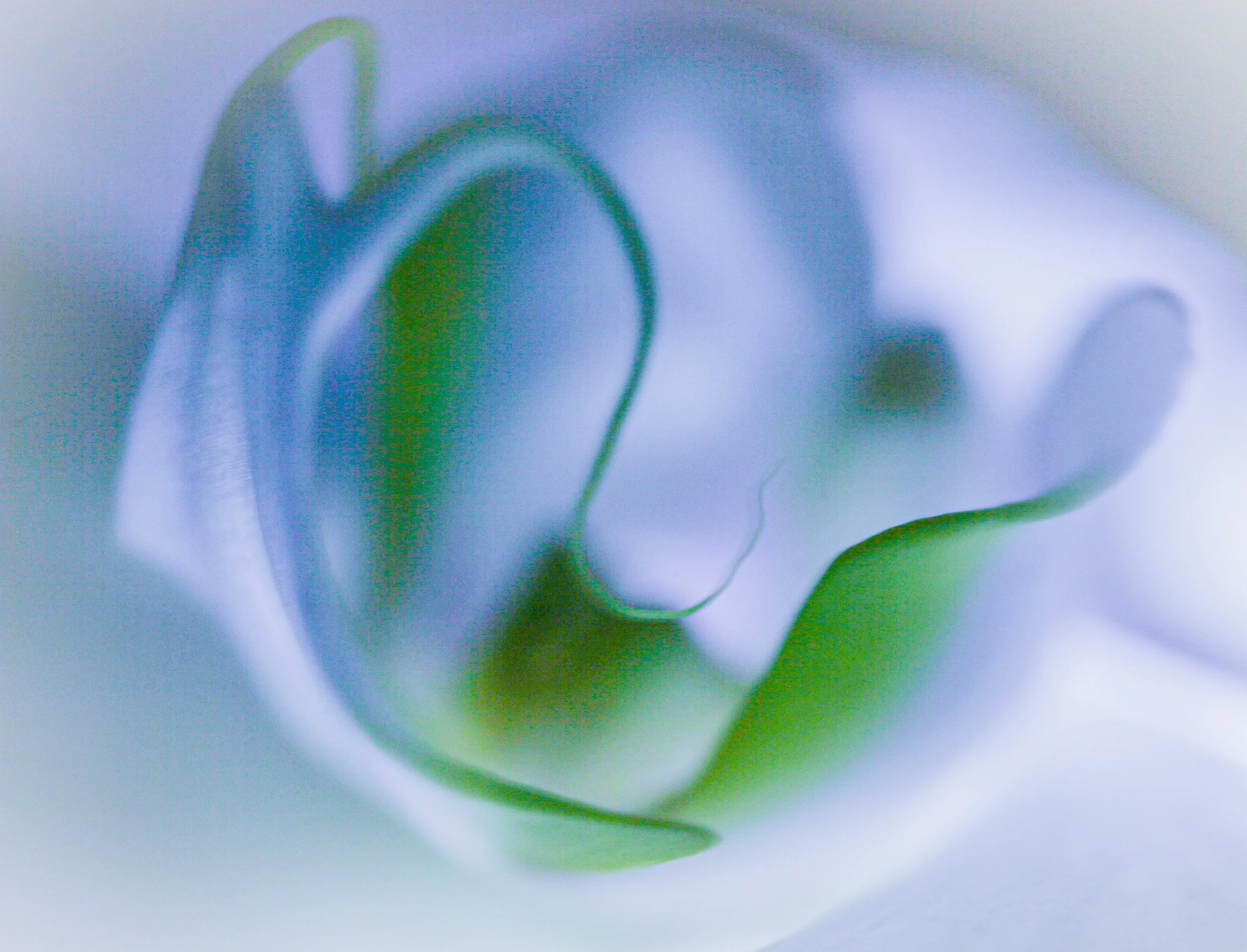 White orkidé - Georgia O Keeffe.jpg