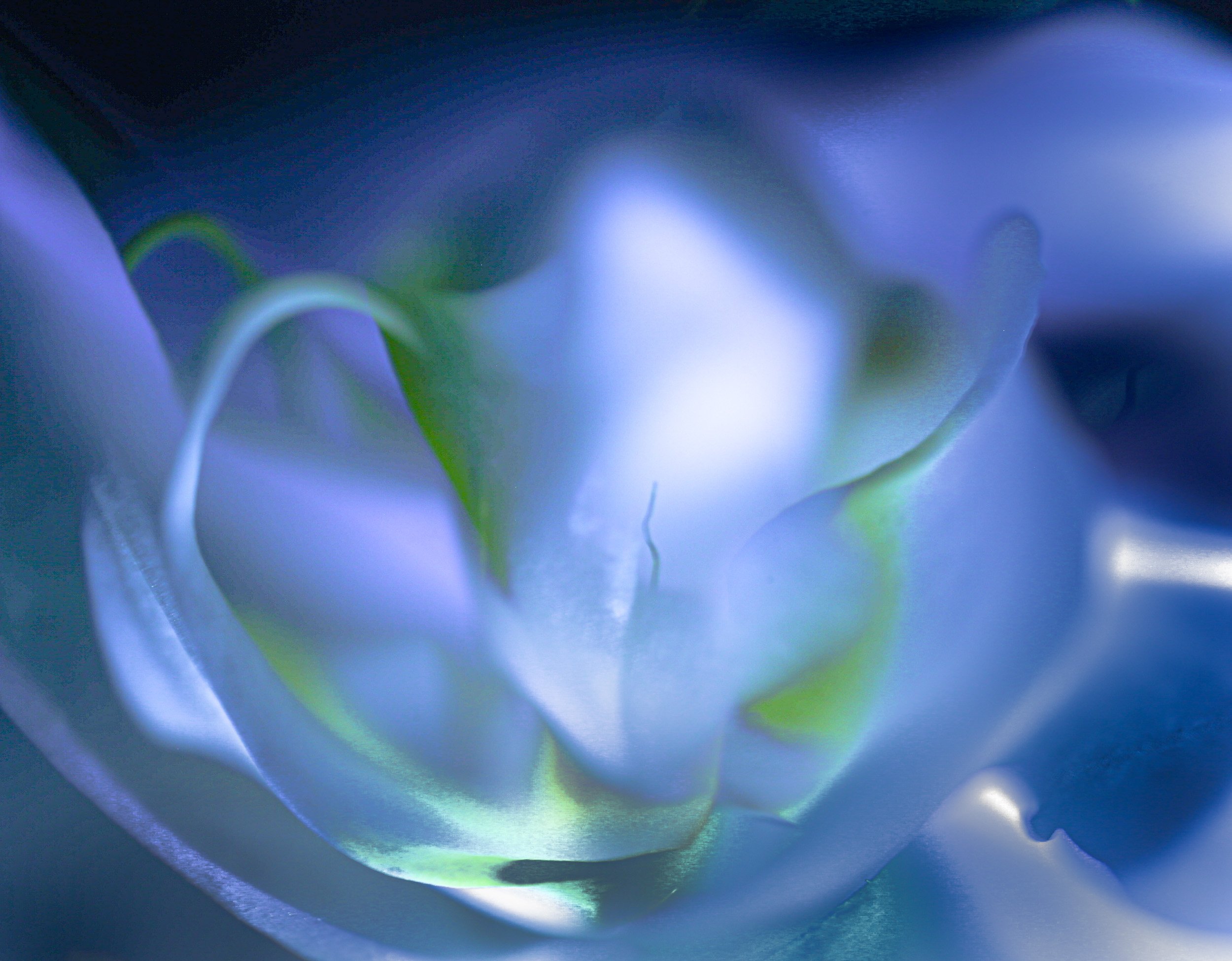 Abstraction White orkidé- G.O´Keeffe.jpg