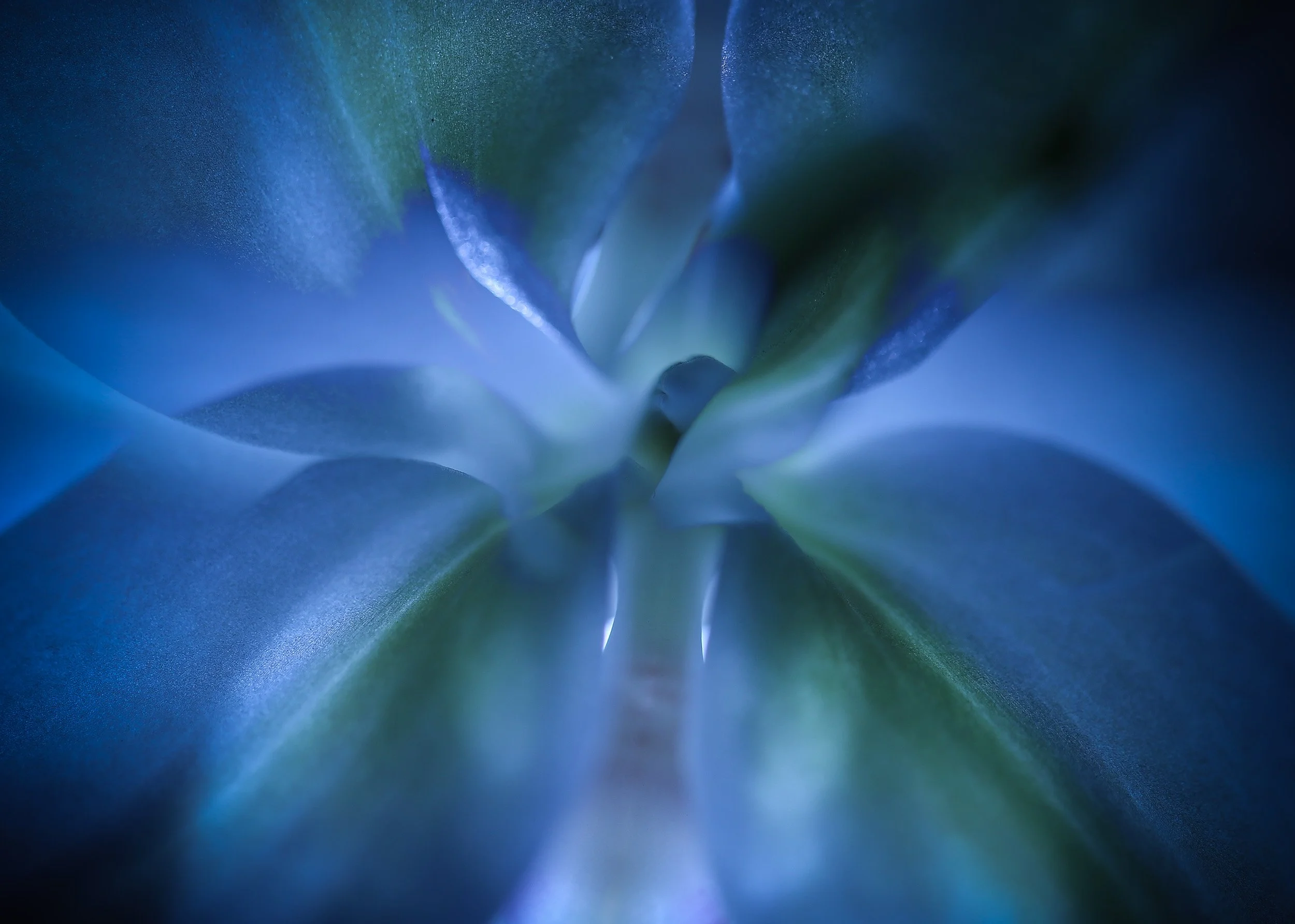 Orkidé macroJPG.jpg