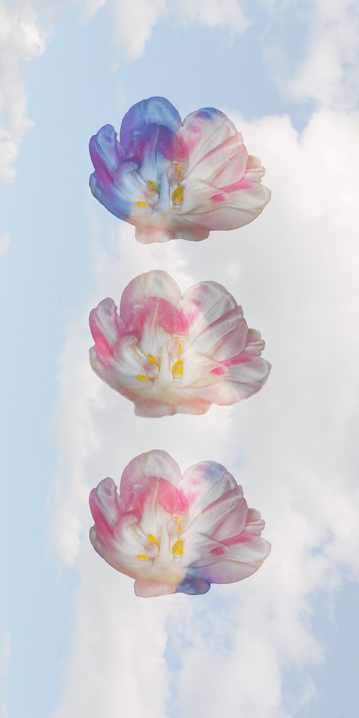 Tulipan 1-Edit-Edit.jpg