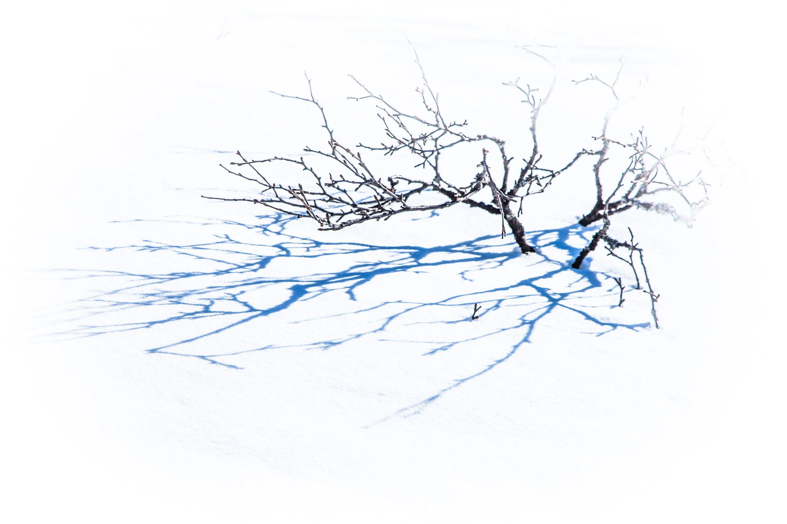 Skyggen er min følgesvenn 5.jpg