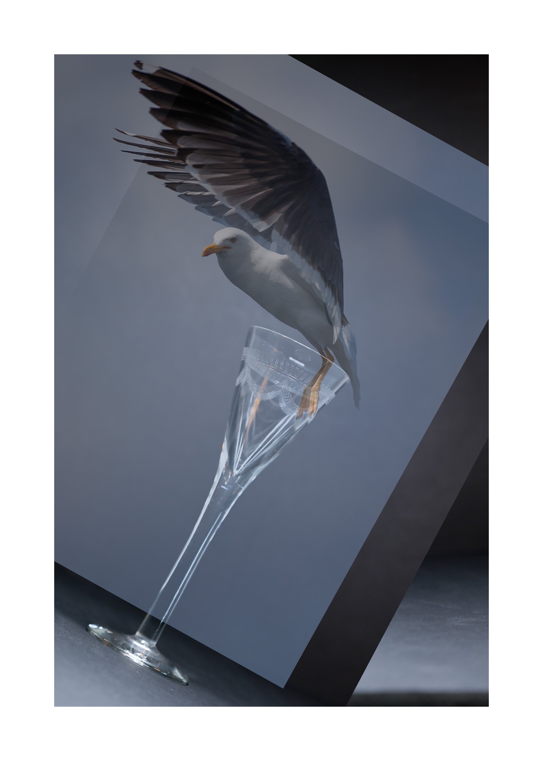 Surrealistisk Måke.GlassFlatt 50x70.jpg