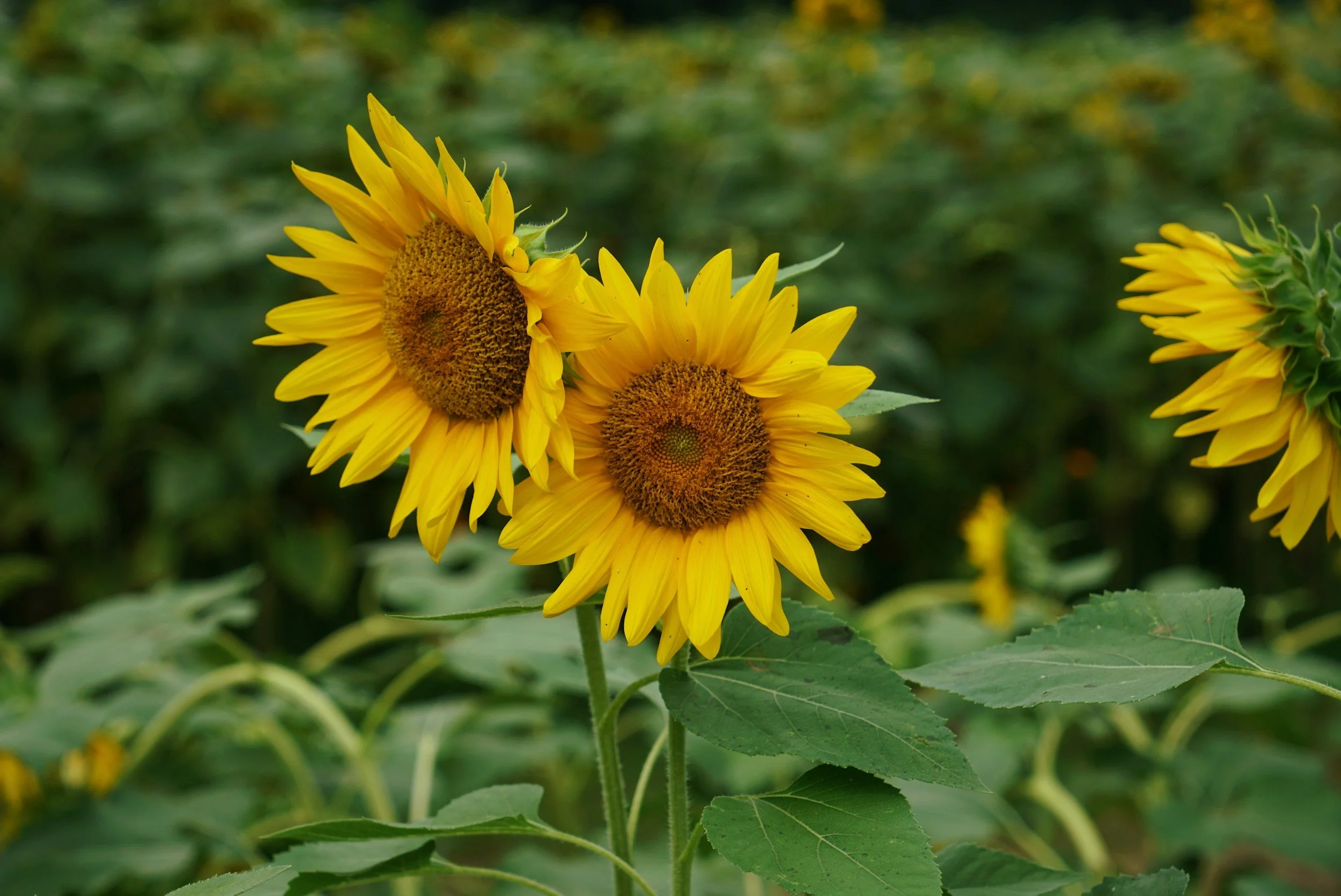 Two bright yellow sunflowers with brown centers in a green field.