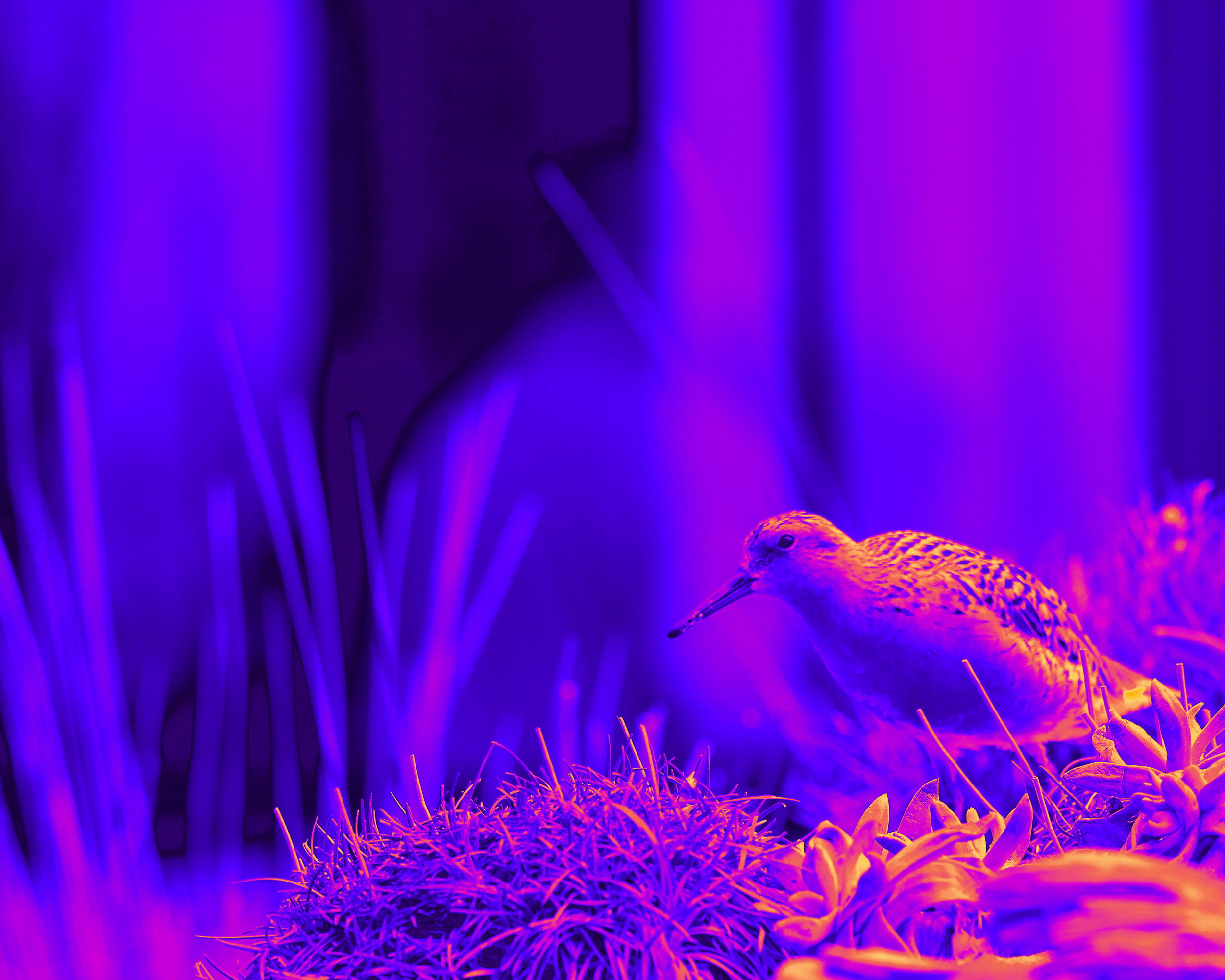 The Long and the Short of It: <em>Of Time and Trump and Tapestries</em>