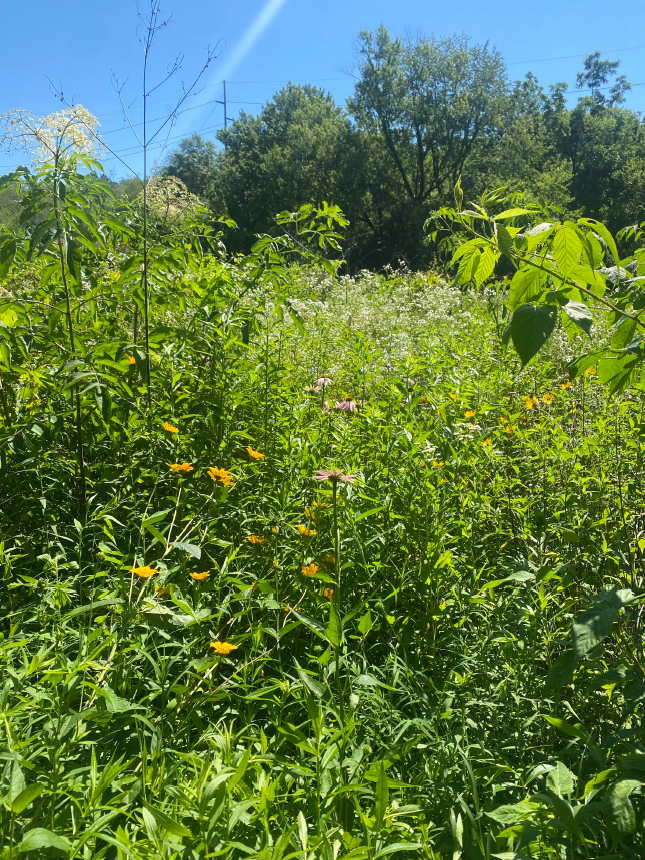 On Eco-Revolutionary Optimism