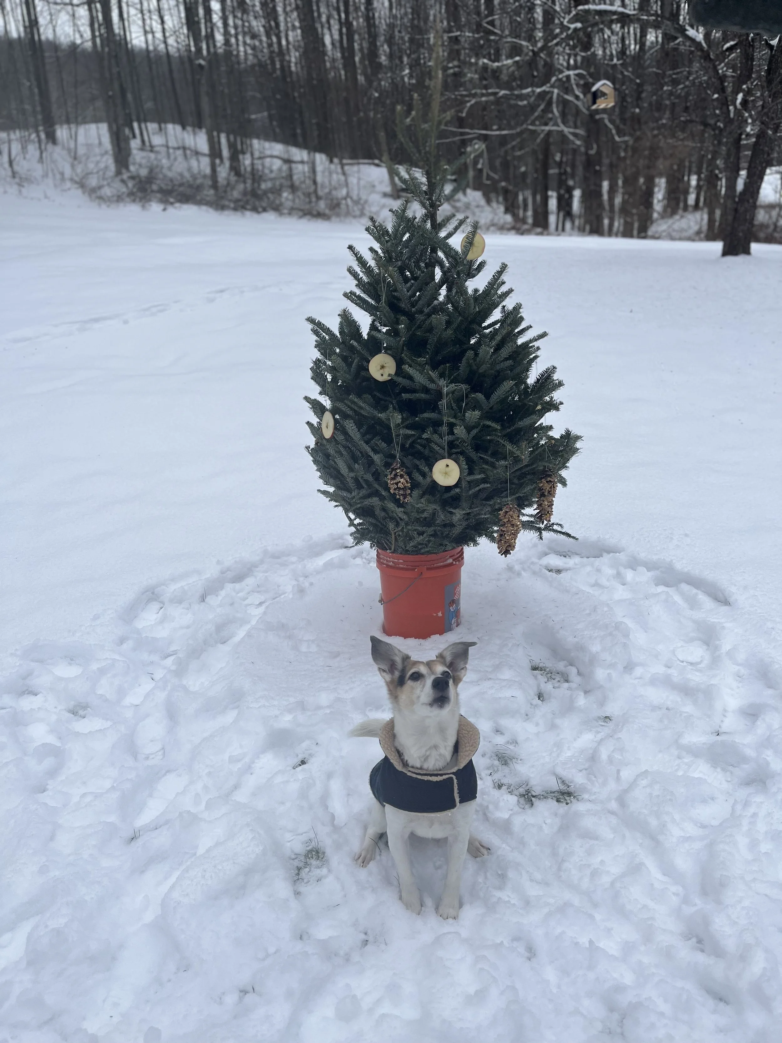 Christmas in Cambridge, NY