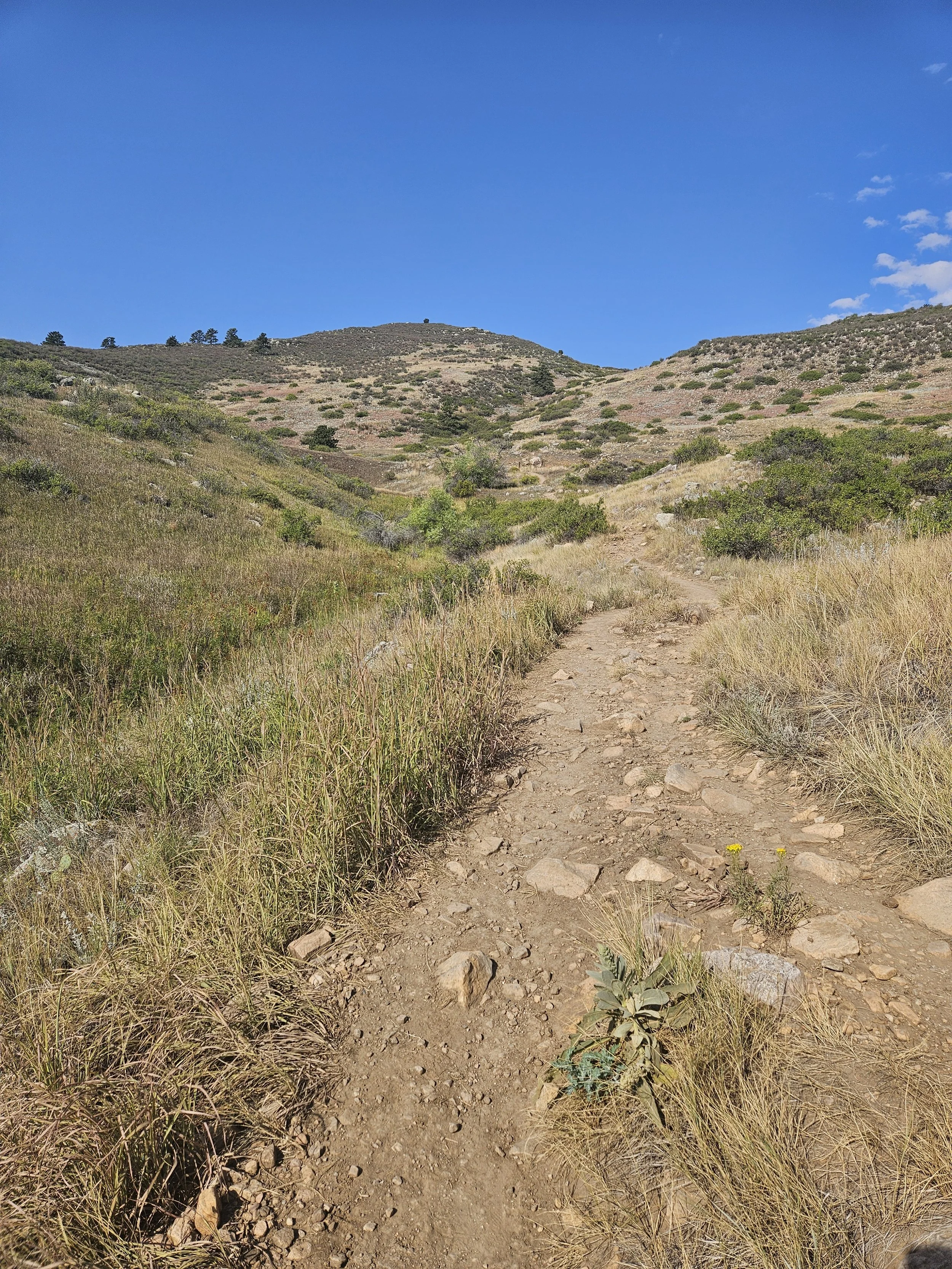 Ode to the Fire Horse