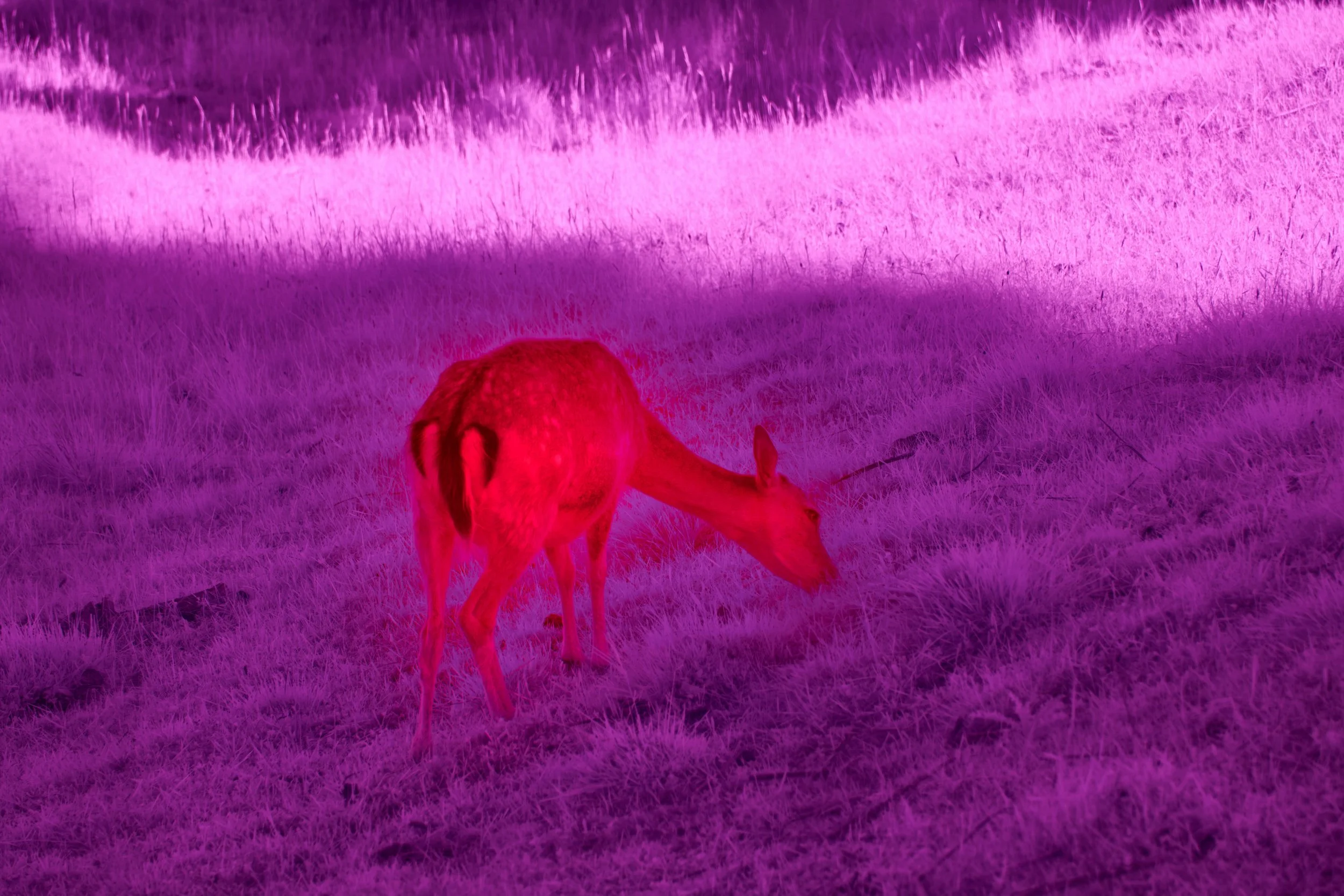 washed in red light