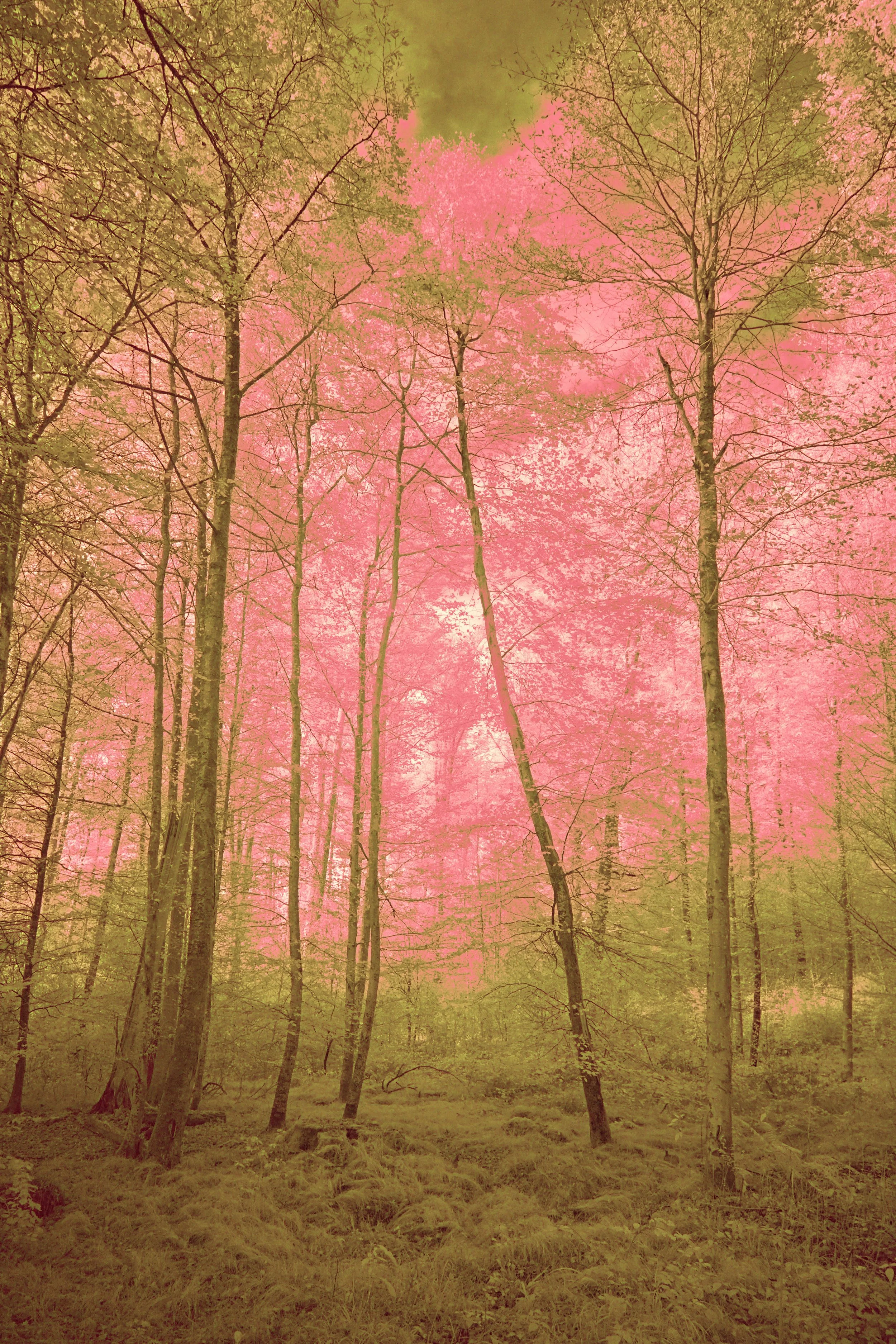 A Voice in the Woods