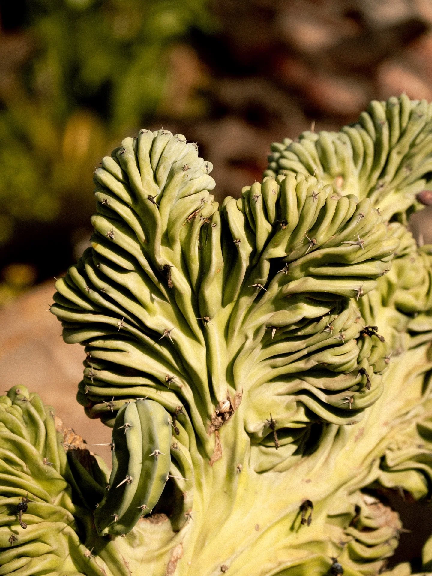 In conversazione con la natura 🍃
&bull;
A dialogue with nature 🍃

#DammusiVillaSerena #LiveTheEssence #Pantelleria