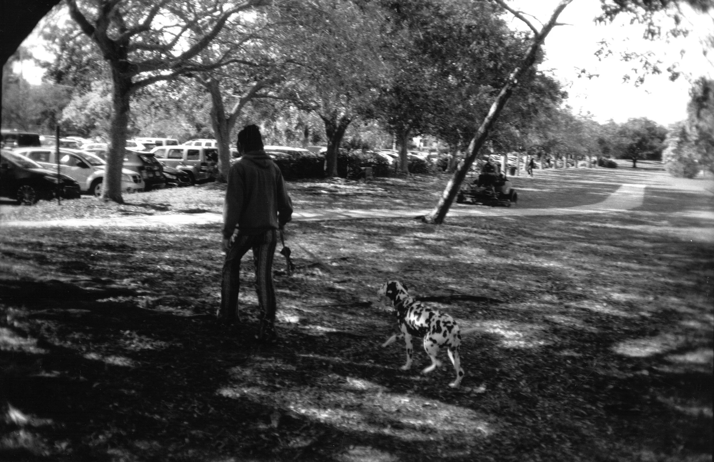 A person walking a Dalmatian dog in a park with trees, parked cars, and a golf cart in the background.