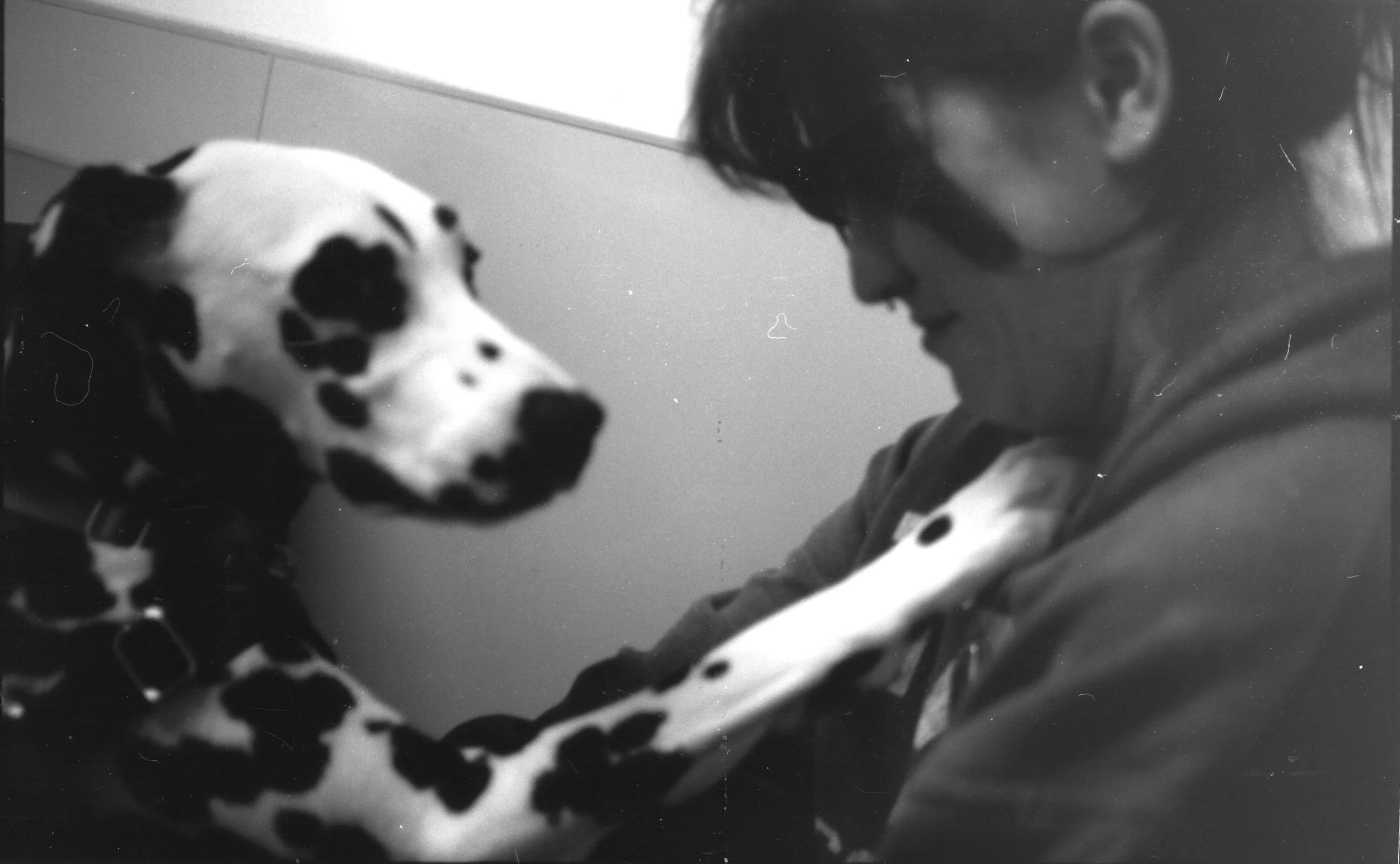 A person and a Dalmatian dog touching foreheads in an affectionate moment.
