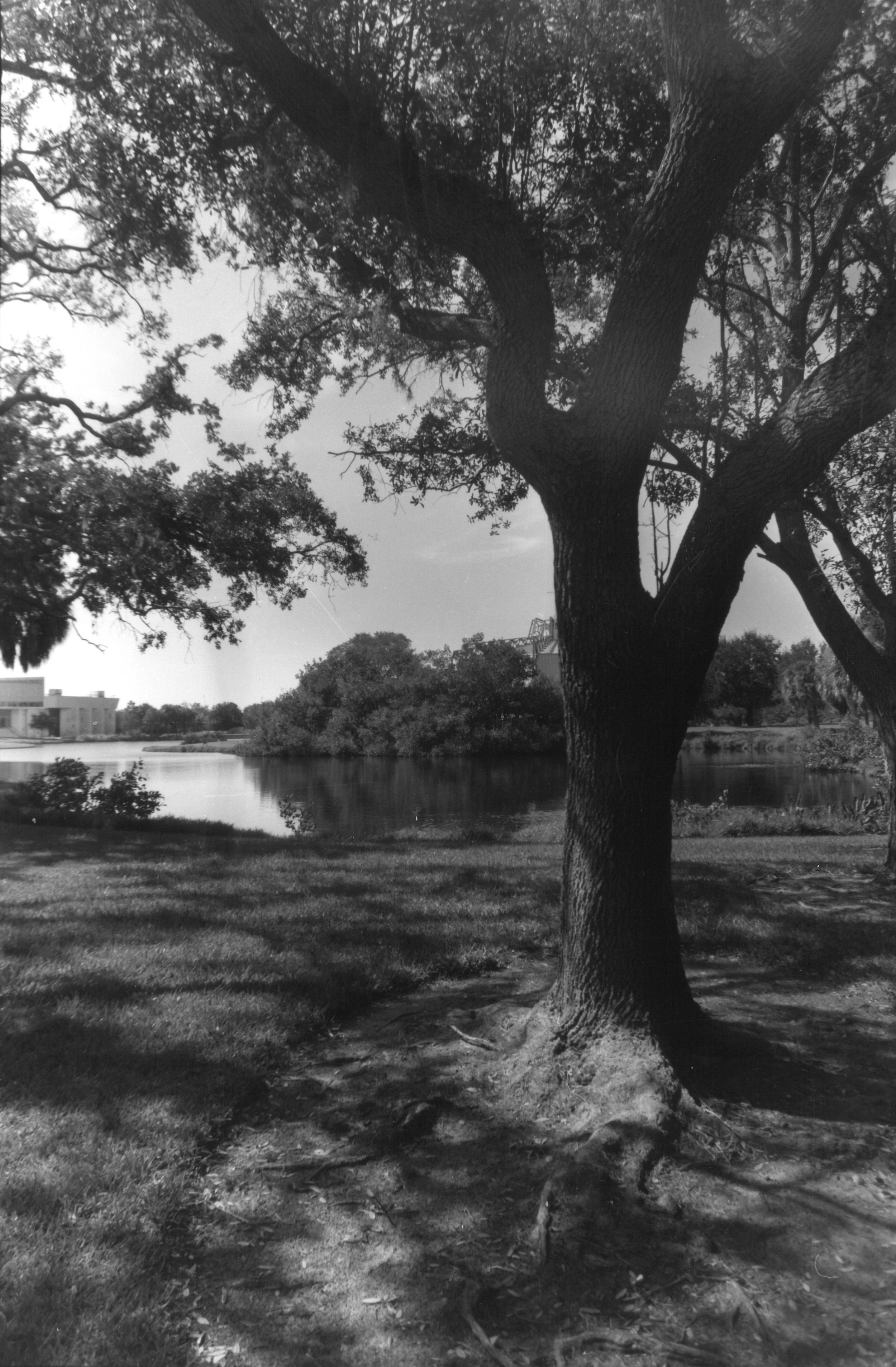 A black and white photo of a large tree with sprawling branches near a body of water, with buildings in the background.