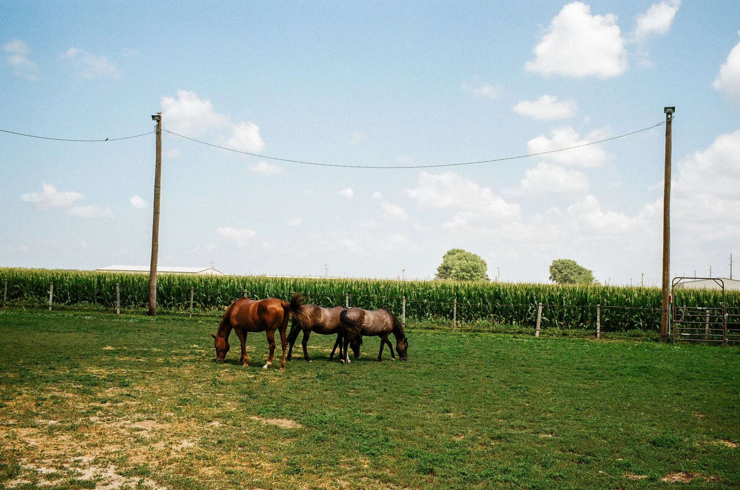 Hastings on Film