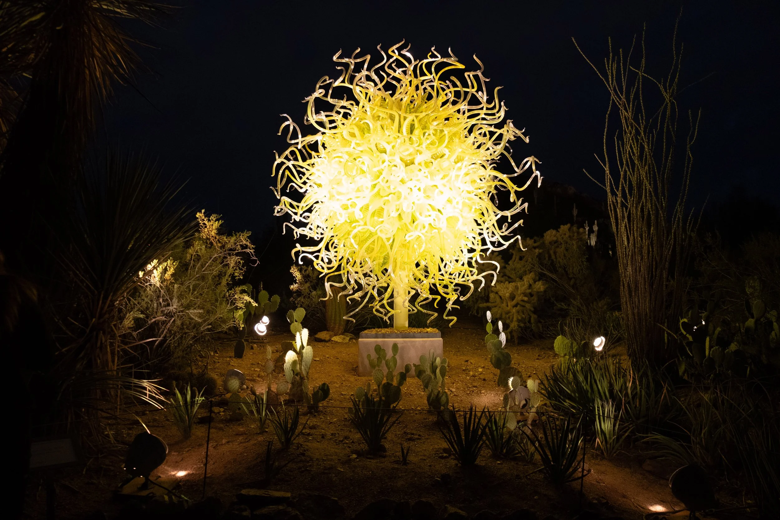 Summer Nights at the Desert Botanical Gardens