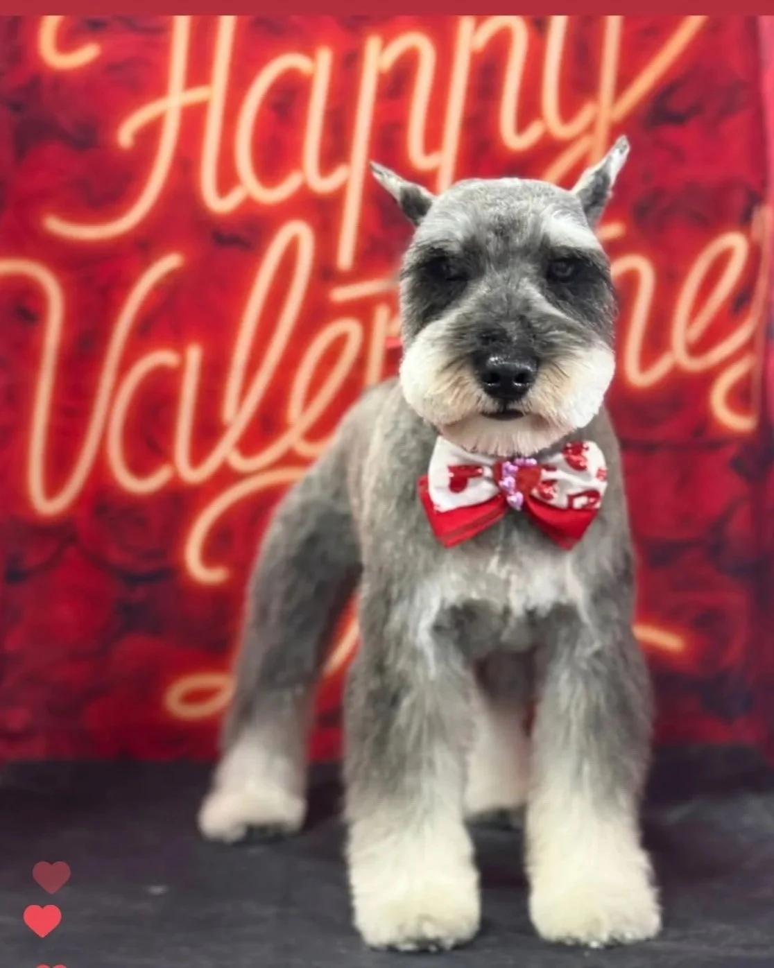 A small dog with gray fur and white paws wearing a red and white Christmas bow tie, sitting in front of a red Valentine's Day themed background with neon-style text that says "Happy Valentines".