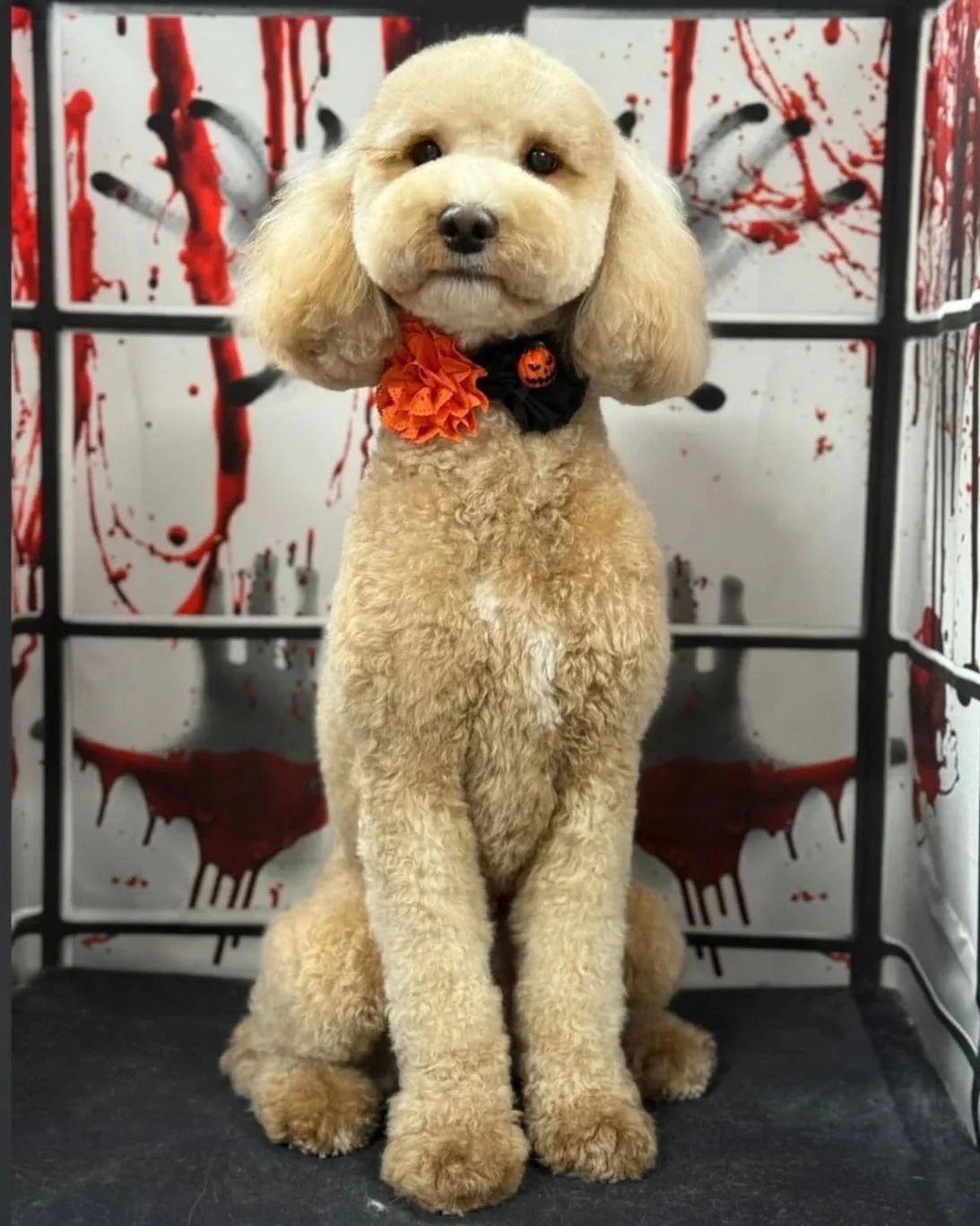 A light-colored poodle dog with a flower and pumpkin-shaped collar, sitting in a Halloween-themed cage with blood splatter designs.