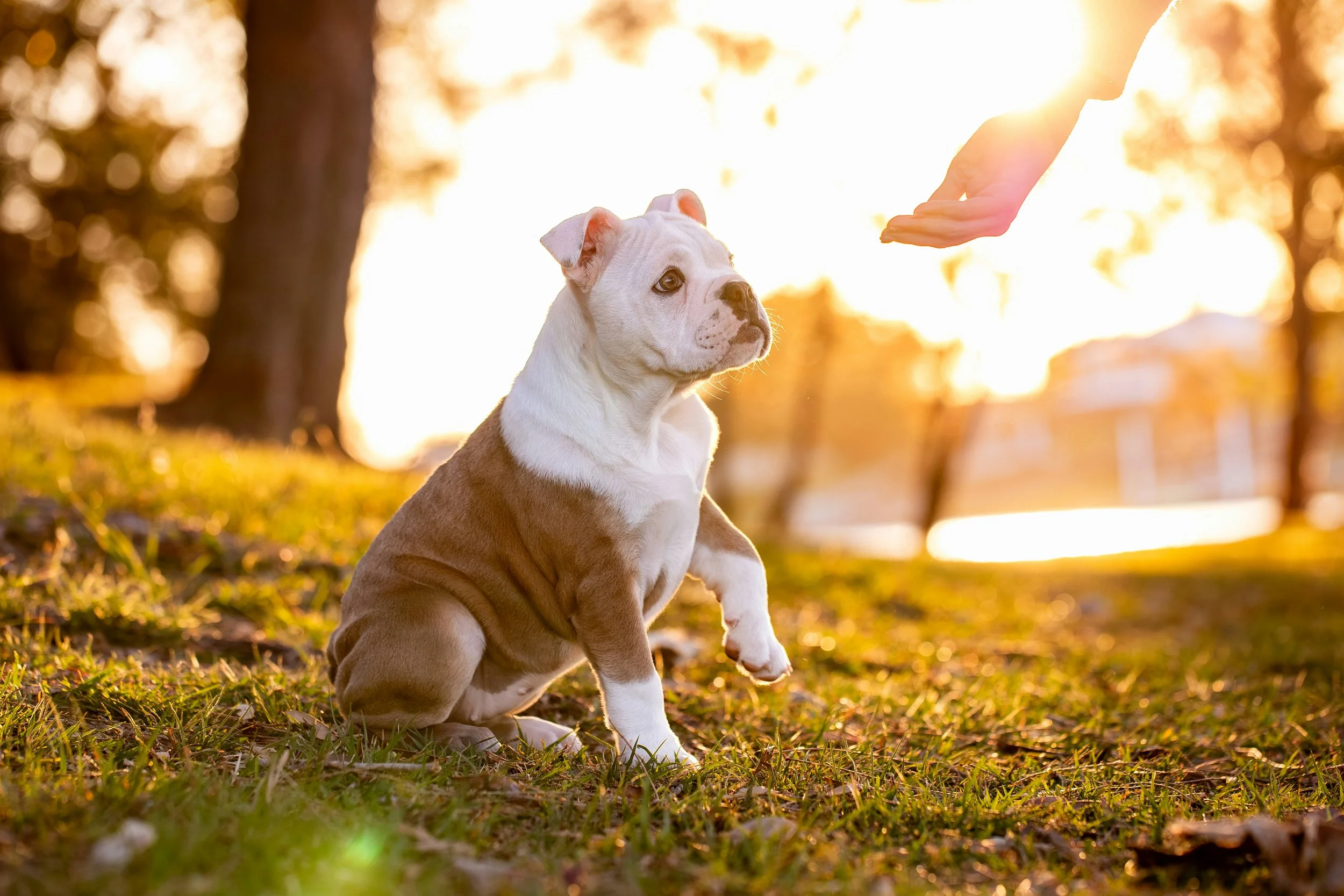 Treat yourself like a dog! 