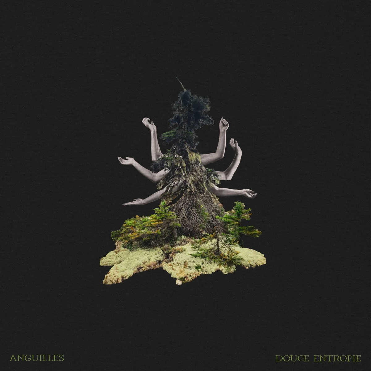 Anguilles - Ma douce entropie (LP)