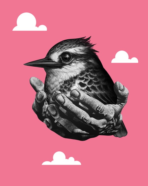 Mike Mitchell + Michael Reeder 'Pied Kingfisher' Print Release Details