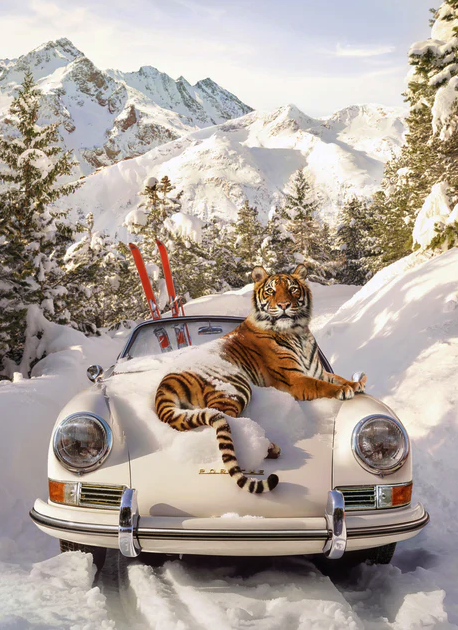 Paul Fuentes 'Tiger In St. Moritz' Print Available