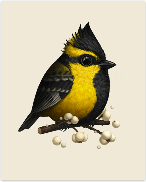 Mike Mitchell 'Himalayan Black-Lored Tit' Print Available