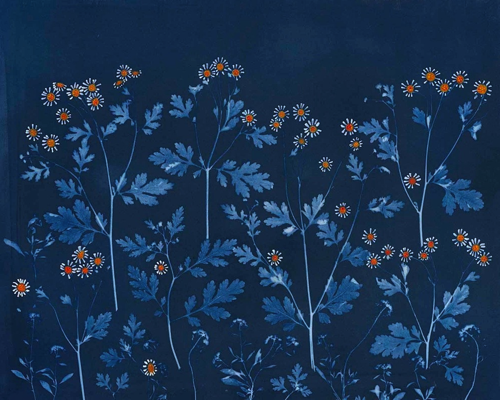 Boyuan Sapphire 'Dancing Chamomile' Print Available
