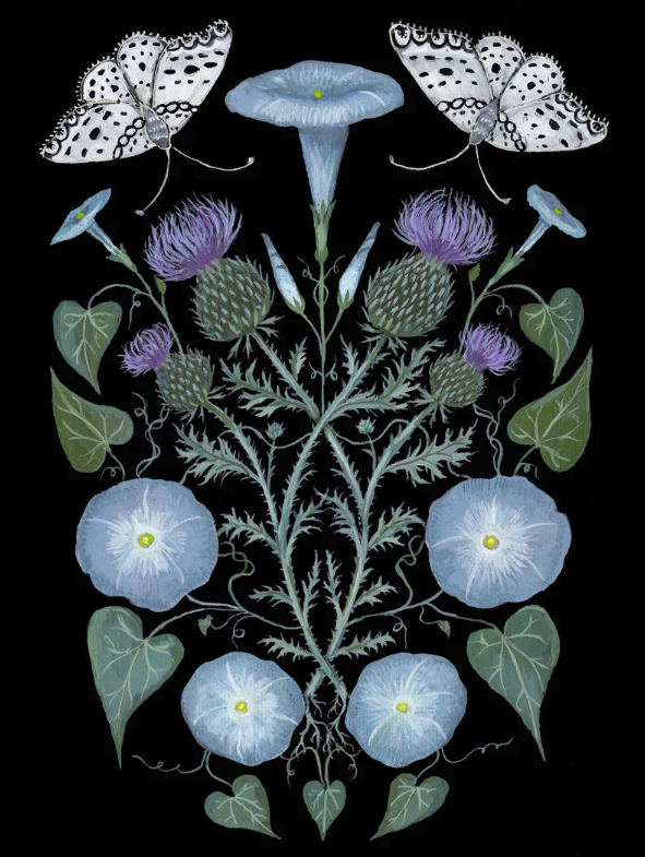 Kelly Louise Judd 'Morning Glory and Thistle' Print Available