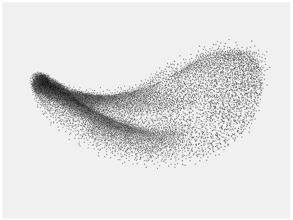 Tim Robertson 'The Language Of Birds' Print Available