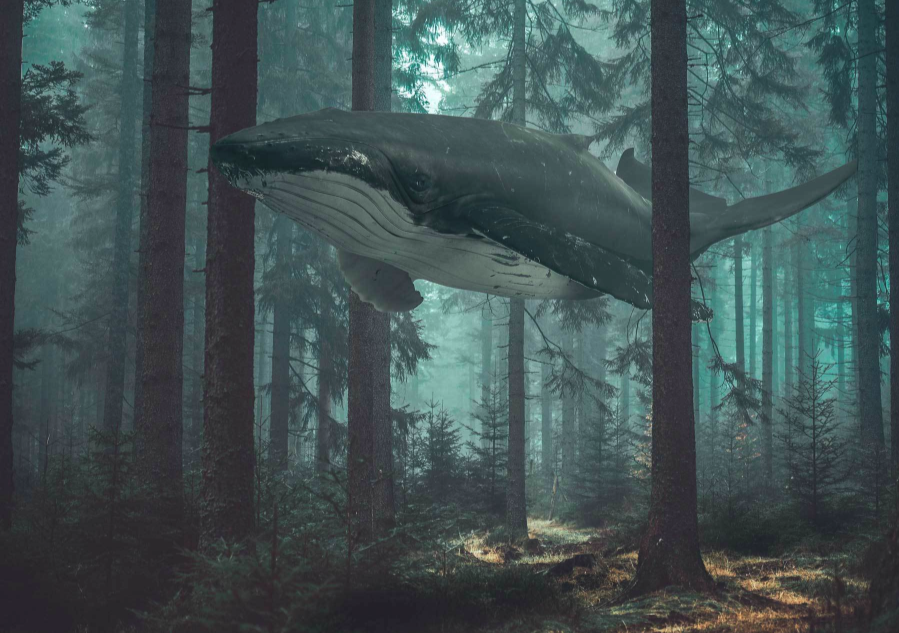 Baard Martinussen 'Whale 16' Print Available