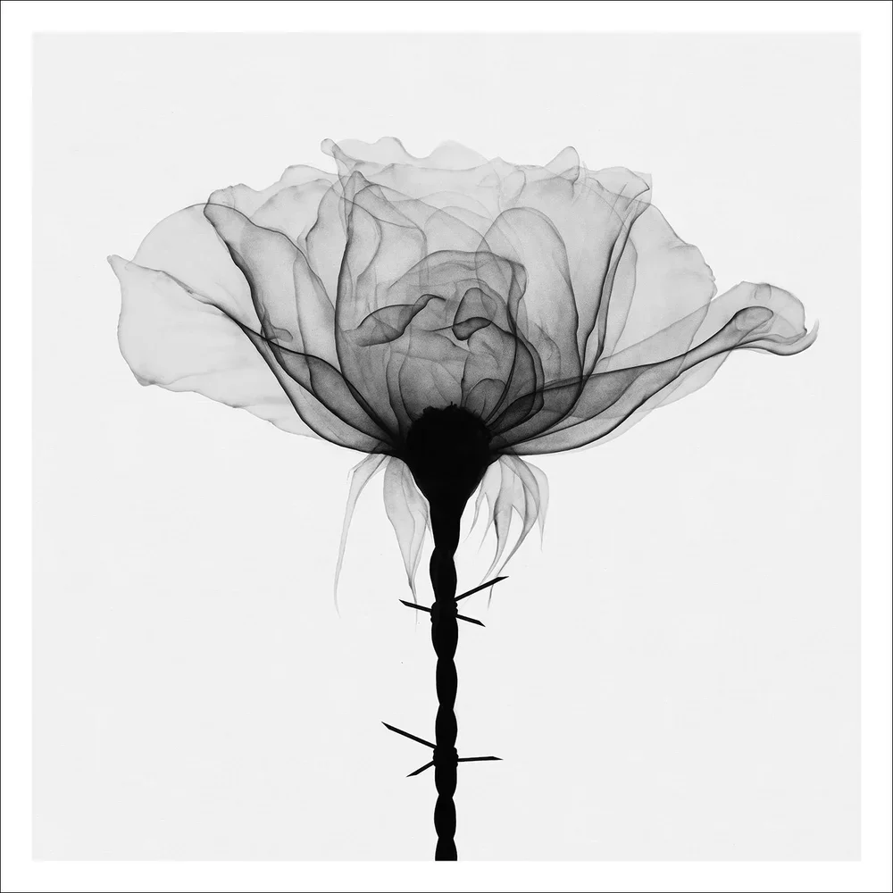 SHOK-1 'Thorns' Print Available