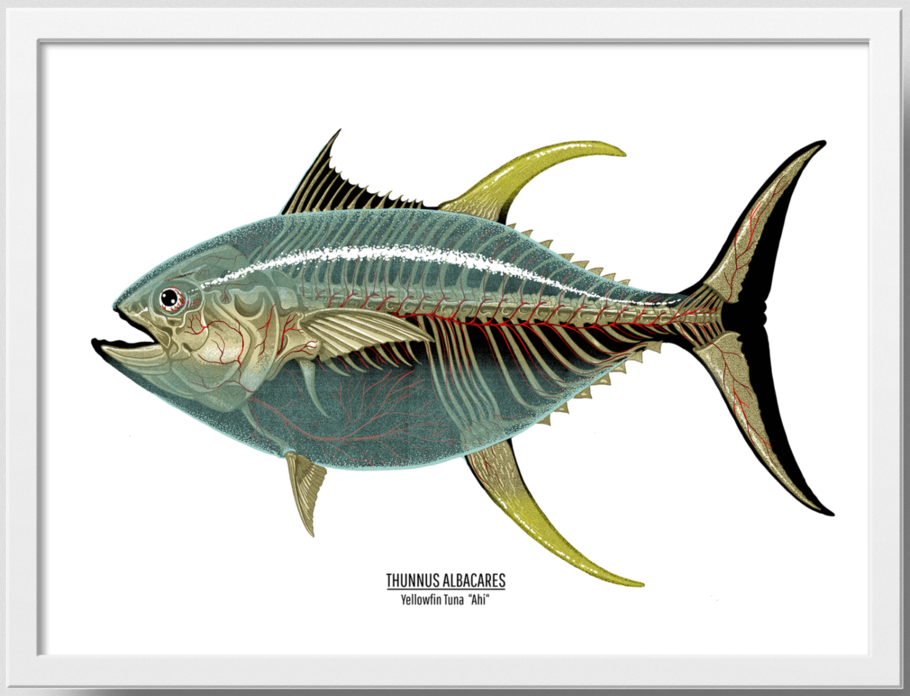 Nychos 'Thunnus Albacares' Print Available