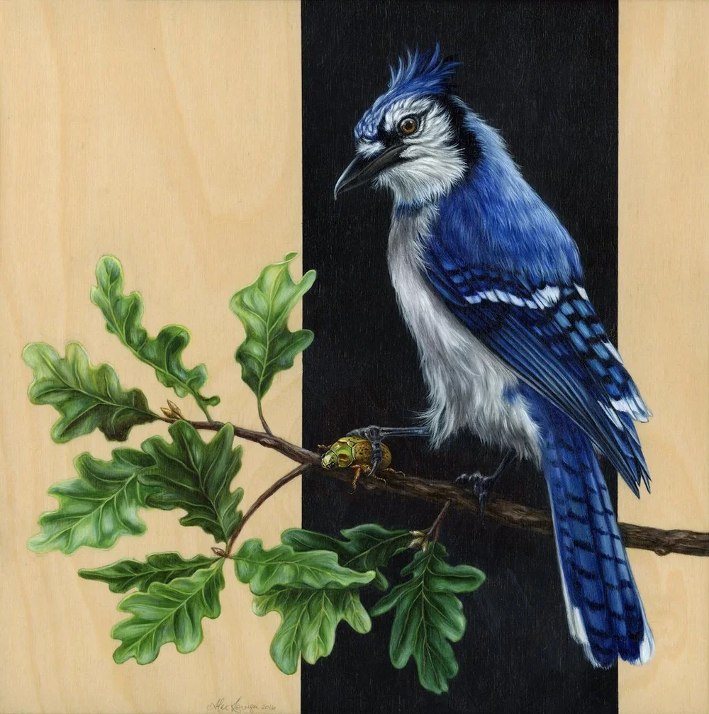 Alex Louisa 'Caught' Original Blue Jay Painting Available