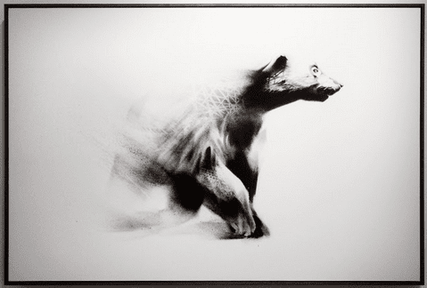 Aaron Li-Hill AWESOME 'Roam' Print Available