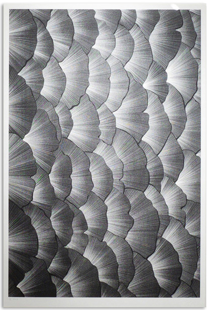 Kai &amp; Sunny 'Leaves Of Light' Print Available