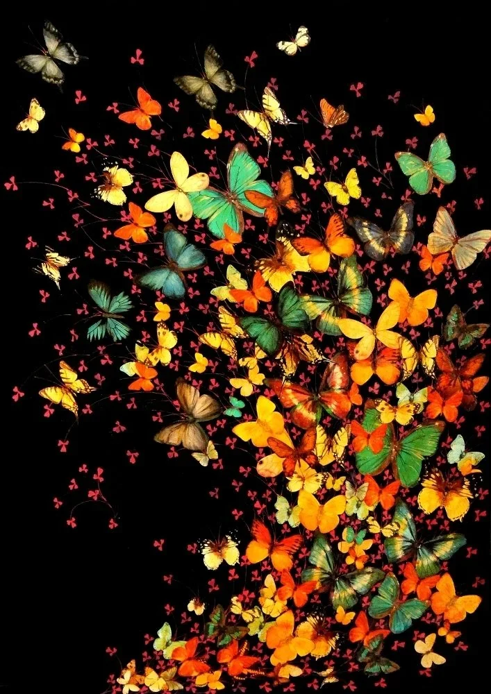 Lily Greenwood 'Butterflies On Black' Print Available