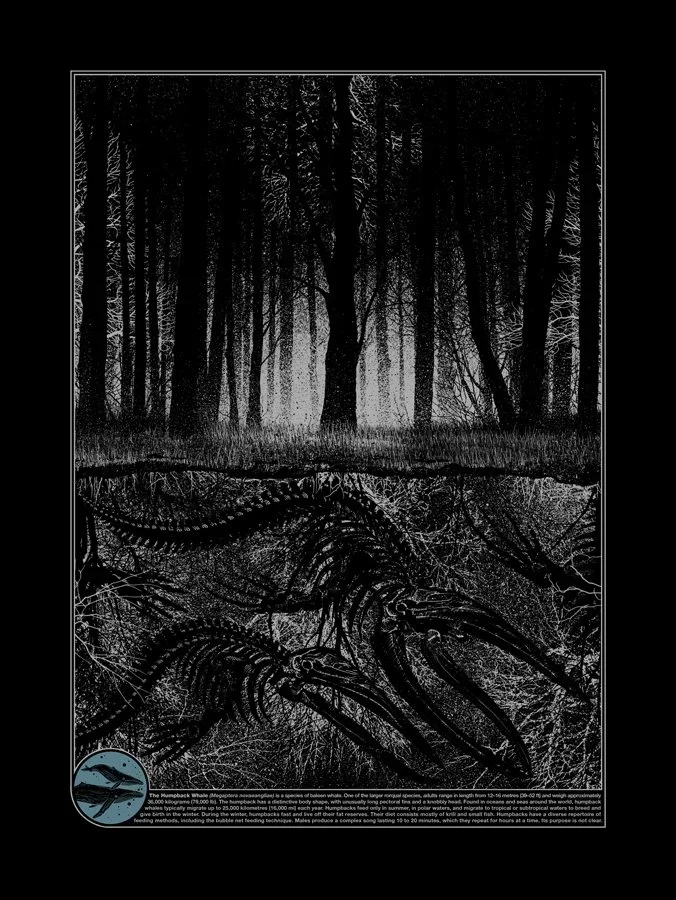 Dan McCarthy 'Megatera Novaeangliae' Print Available