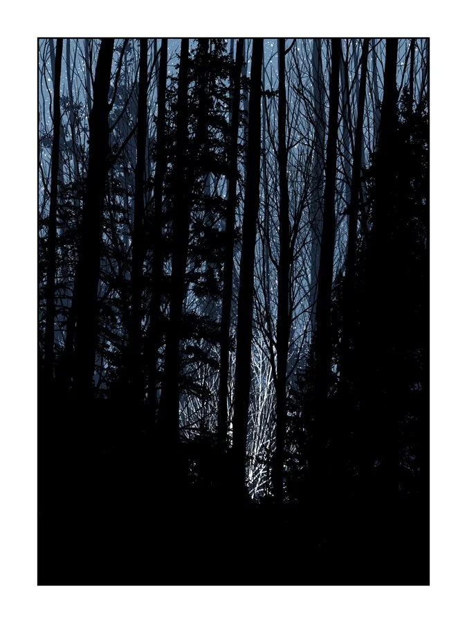 Dan McCarthy 'A Night In The Forest' Print Available