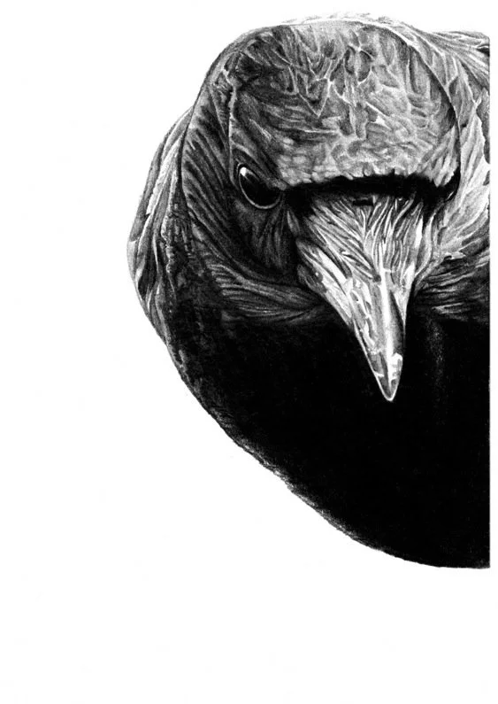 Amy Dover 'Corvus' Print Available