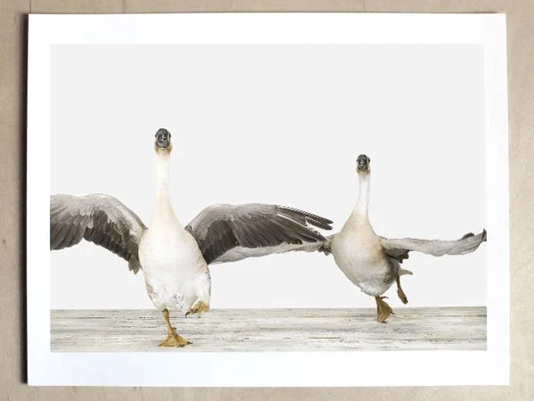 Sharon Montrose 'Flying Geese' Print Available