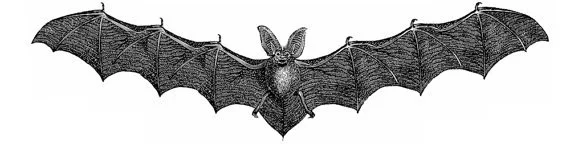 Jon E. Allen 'WTF Bat' Print Available