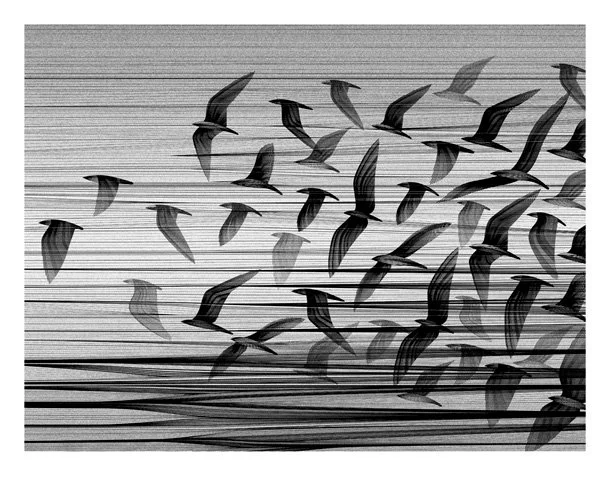 Kai And Sunny 'Migration South' Print Available