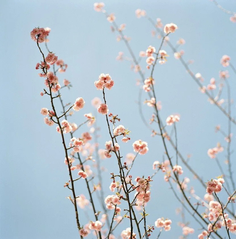 Sally Gall 'Pink Blossoms' Print Available