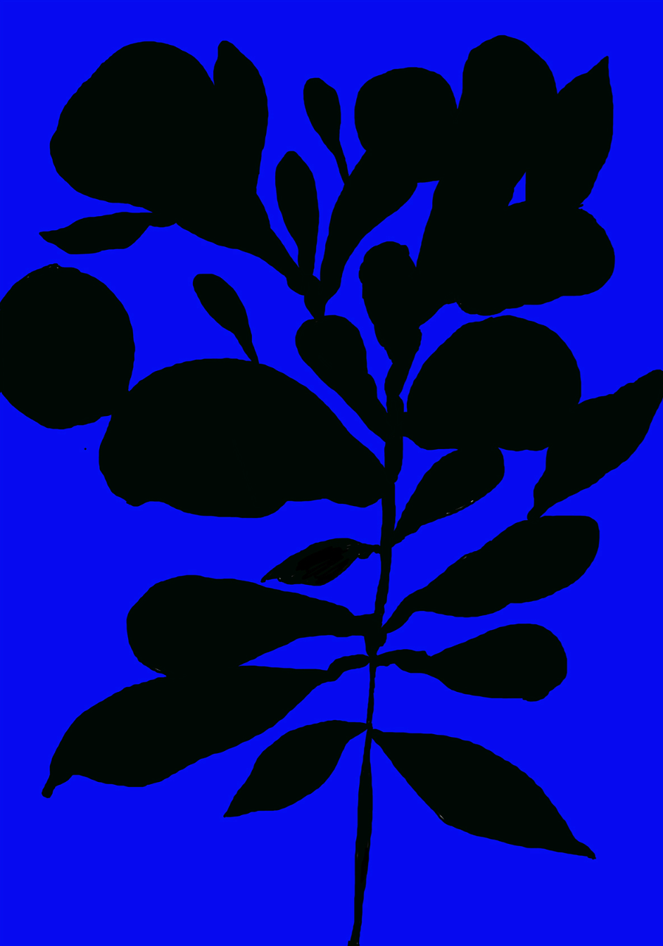 Philippos Theodorides 'Flower 5' Print Available