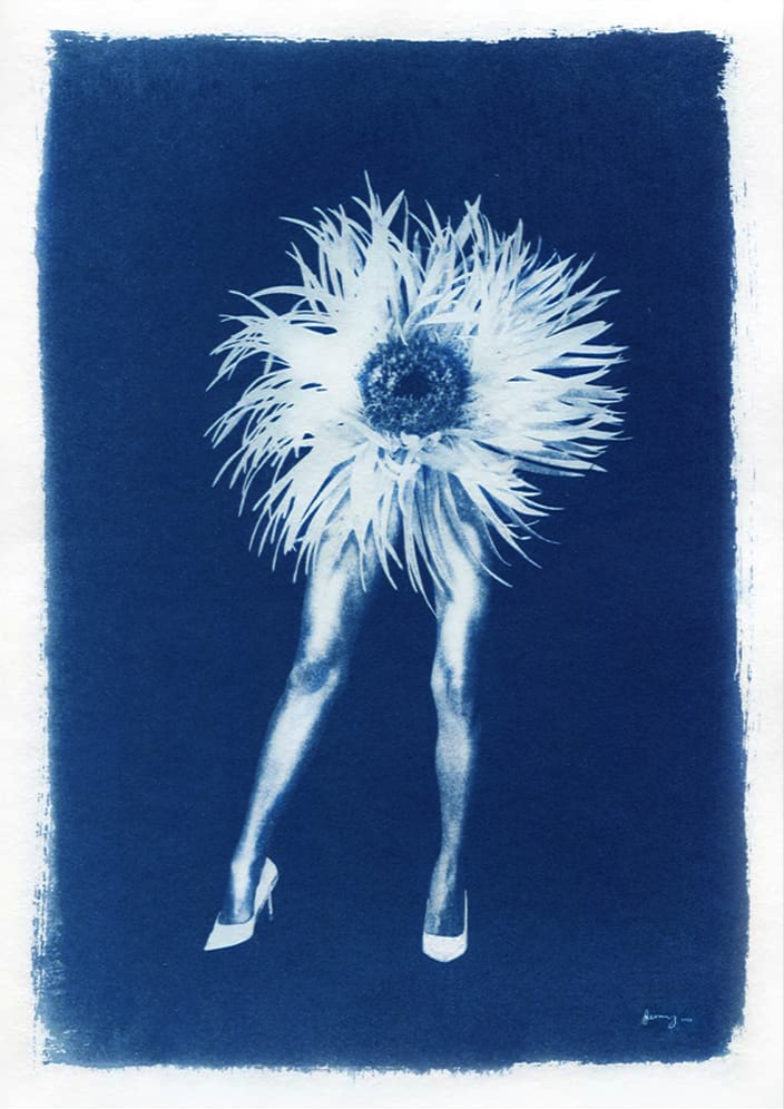 Sophia Jenny 'Phantasmagoria Chrysanthemum' Print Available
