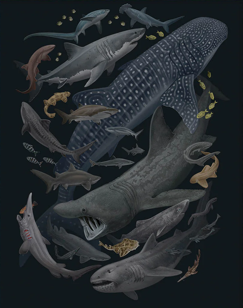 Zoe Keller 'Sharks Of The World' Print Available