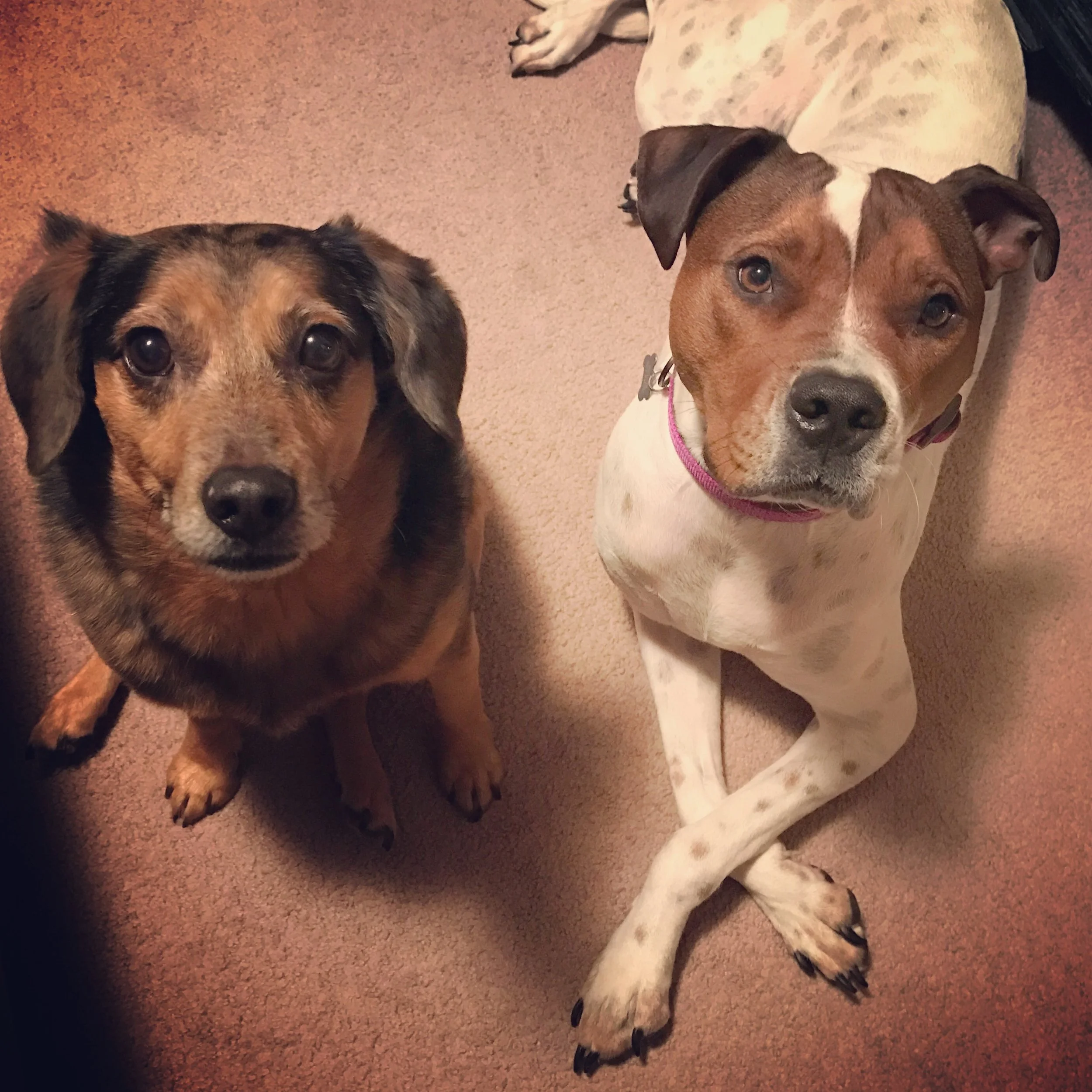 “Maxi” and “Tucker” Dawson