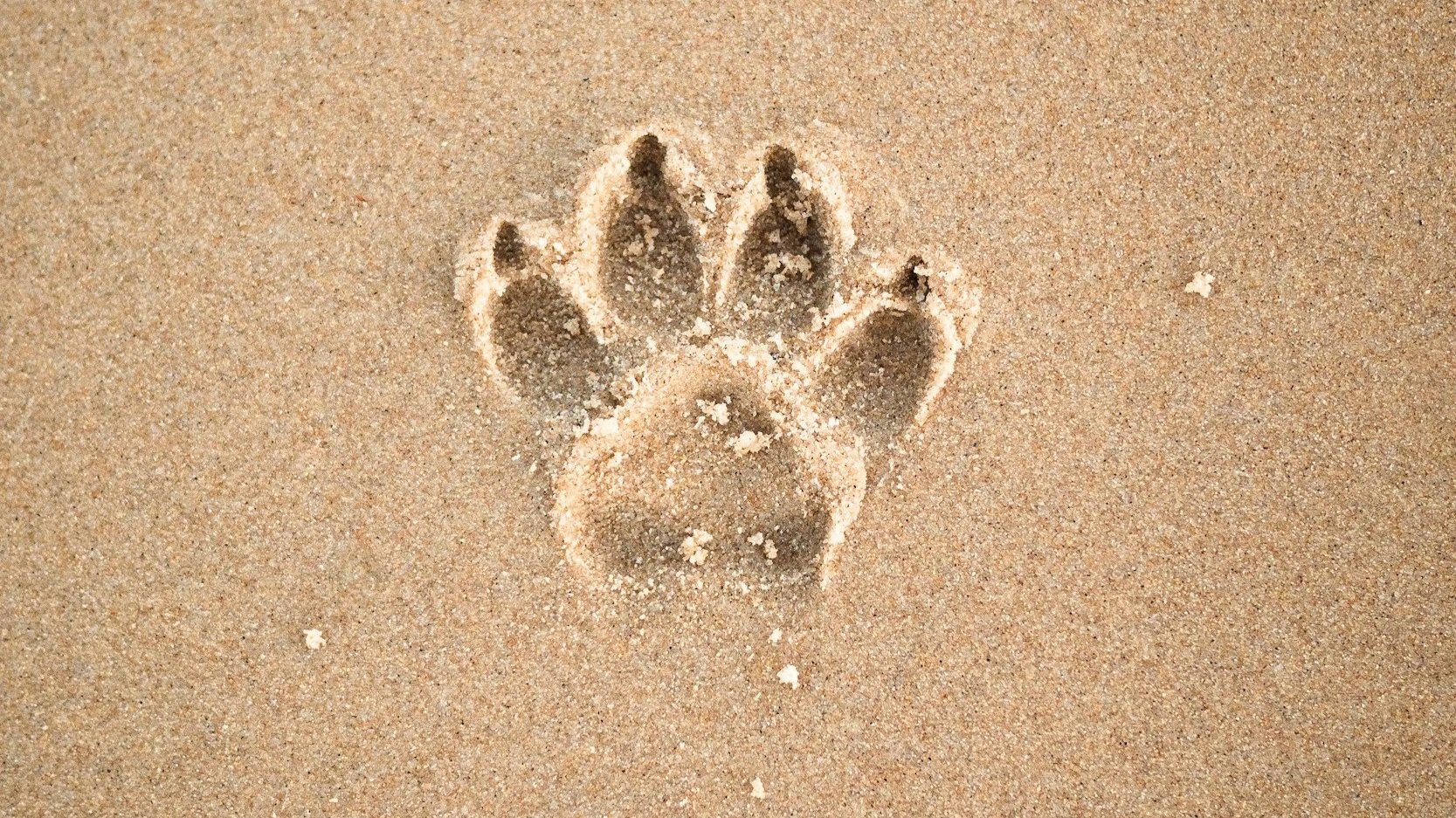 Is Choosing Hospice Care for My Pet Giving Up?     