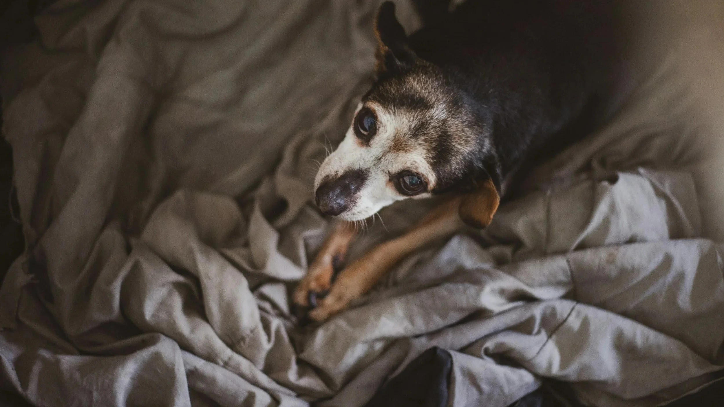 Palliative Care vs. Curative Treatment: What is the Real Difference?